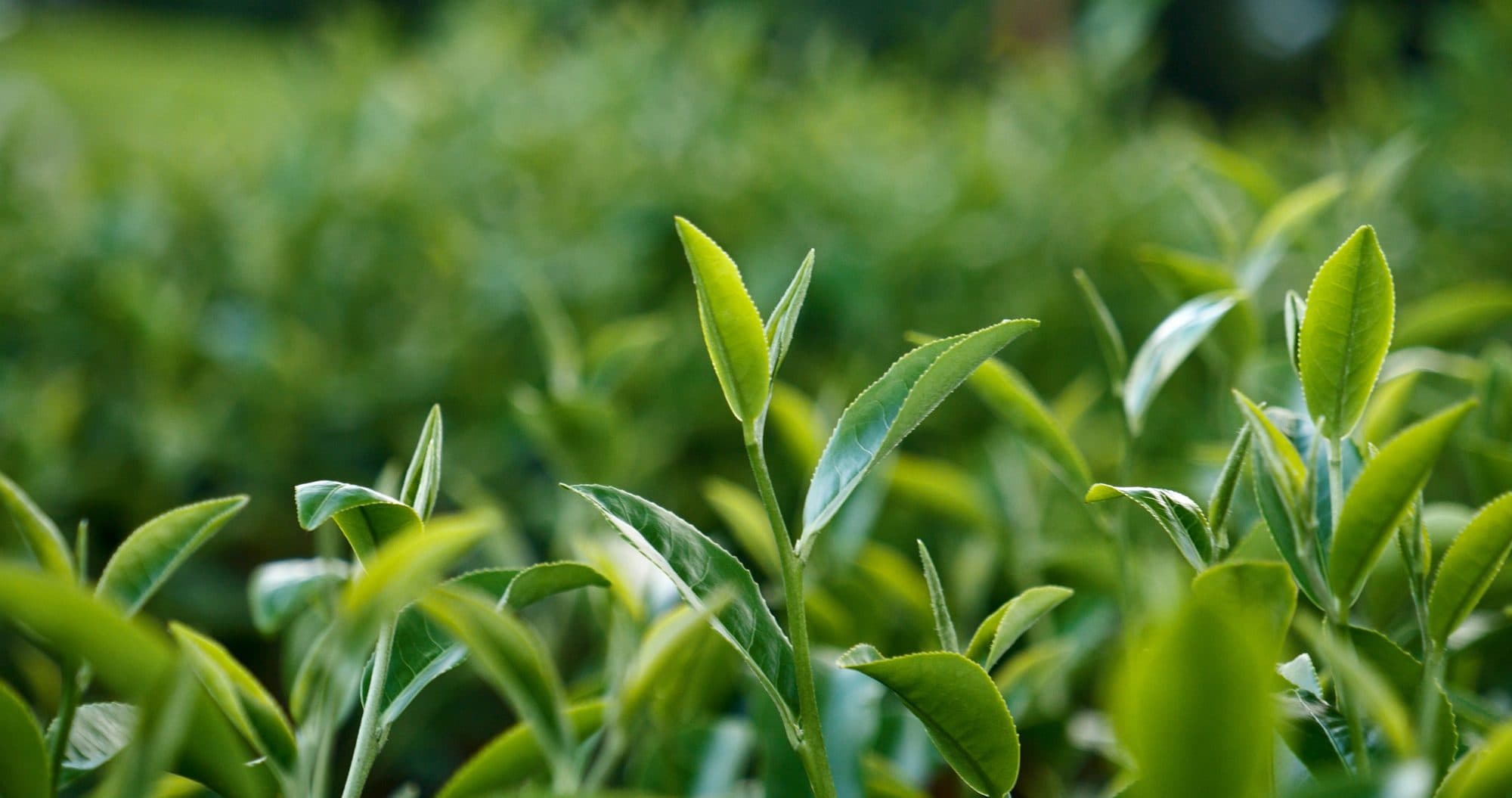 Tea produced by Clady Group